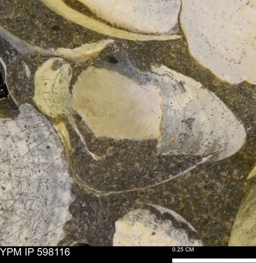 Limopsis striatopunctatus