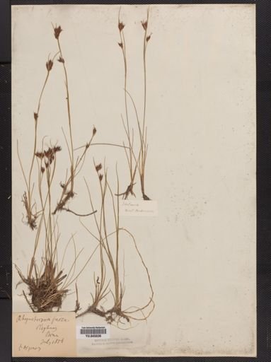 Rhynchospora