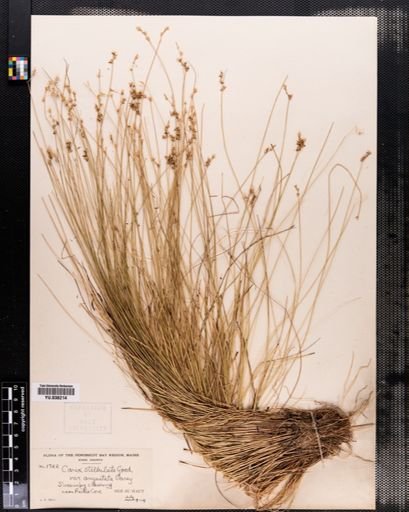 Carex angustior