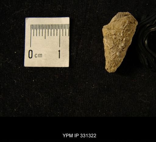 Crania modesta