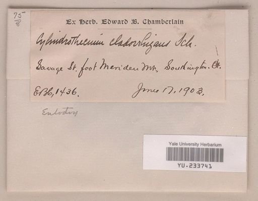 Entodon cladorrhizans