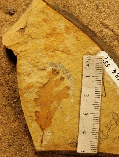 Quercus winstanleyi