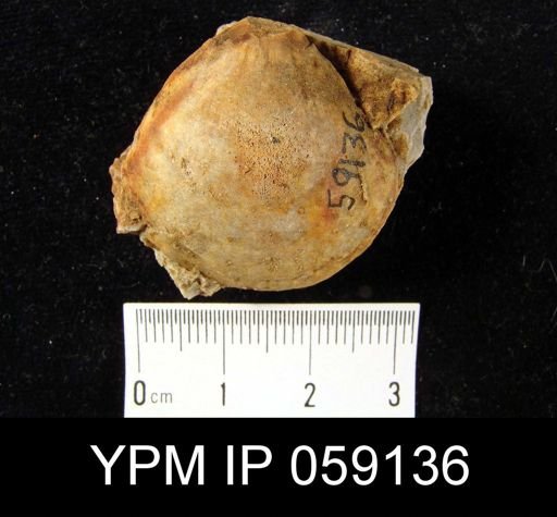 Meristella lentiformis