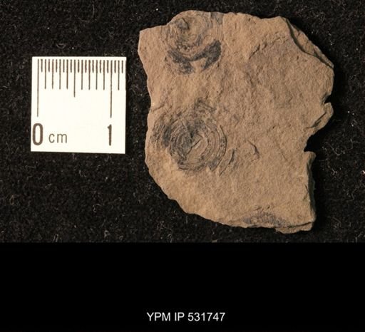 Orbiculoidea discus