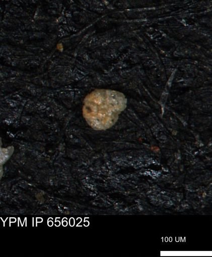 Ammobaculoides phaulus