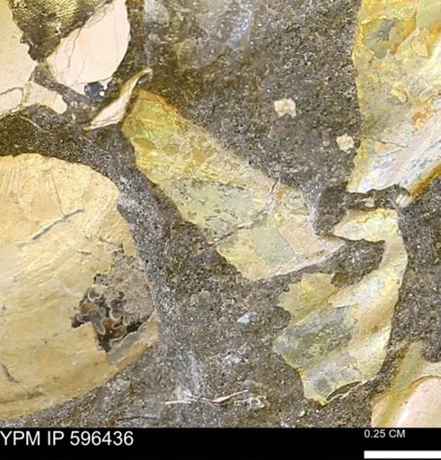 Hoploscaphites sp.
