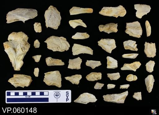 undet. Mosasauridae