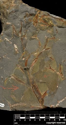Pertica quadrifaria