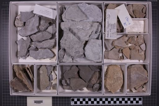 mixed taxa, stratigraphic collection