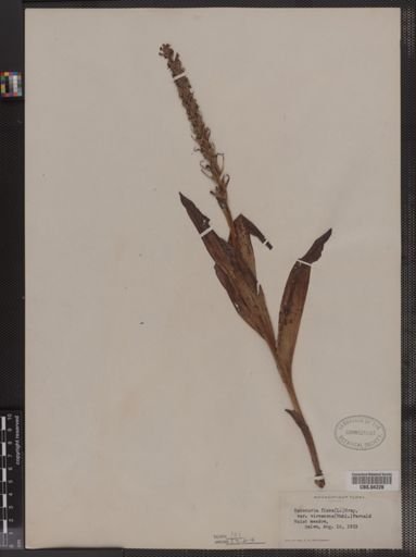 Habenaria flava var. virescens