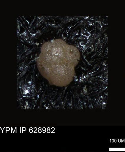 undet. Foraminiferida