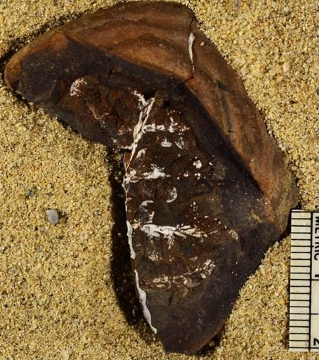 Pecopteris