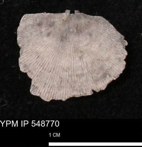 Stropheodonta perplana