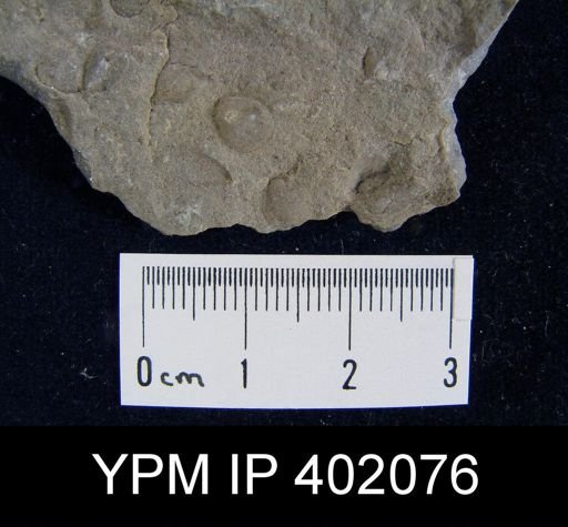 Palaeoglossa cyane