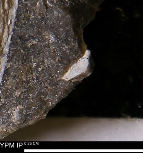 Limopsis striatopunctatus