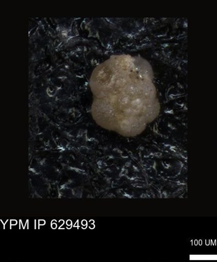 undet. Foraminiferida