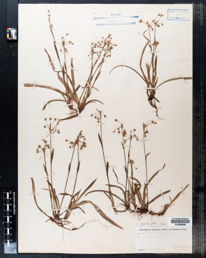 Luzula pilosa