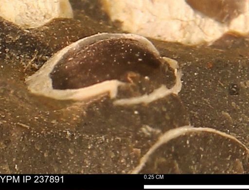 Limopsis striatopunctatus