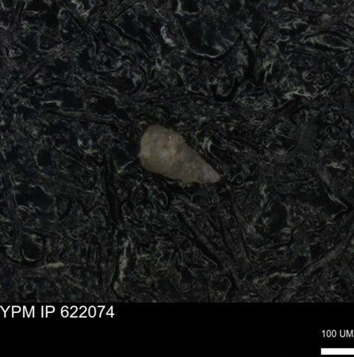 undet. Heterohelicidae