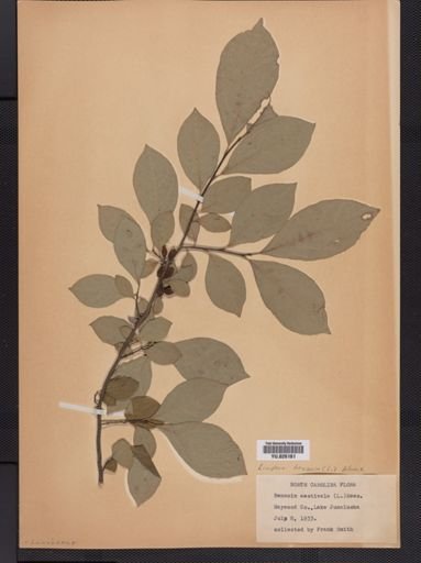 Lindera benzoin