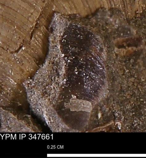 undet. Bivalvia