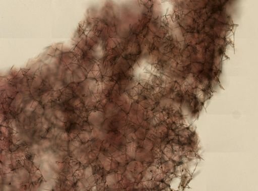 Haliclona