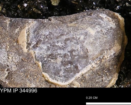 Limopsis striatopunctatus