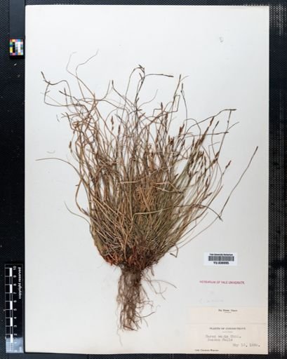 Carex varia