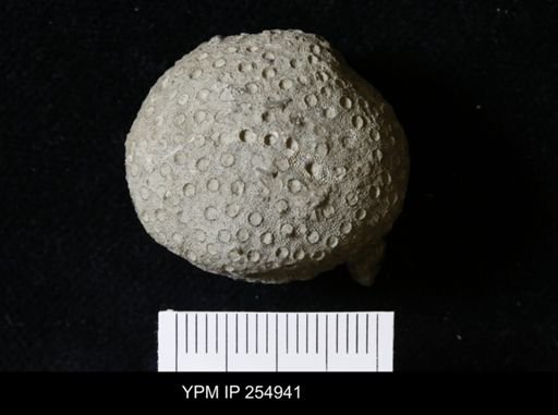 Heliolites sp.
