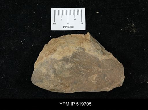 undet. Arthropoda