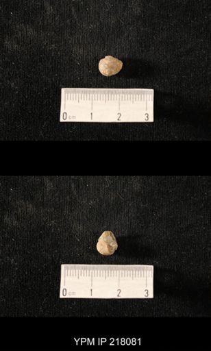 Sphaerodoma sp.