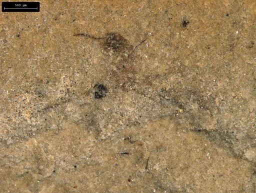 taxon undetermined