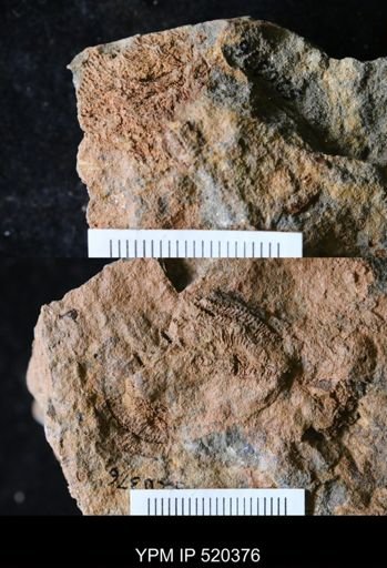undet. Asteroidea