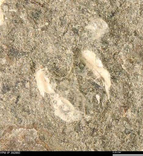 undet. Mollusca