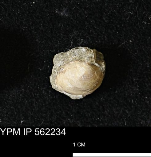 Limopsis striatopunctatus