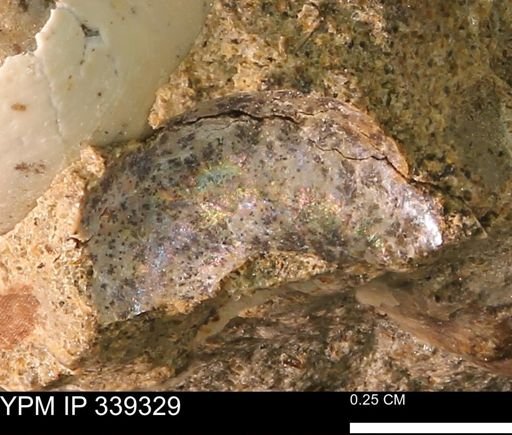 undet. Scaphitidae