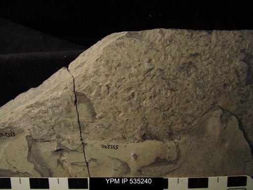 undet. Ostracoda