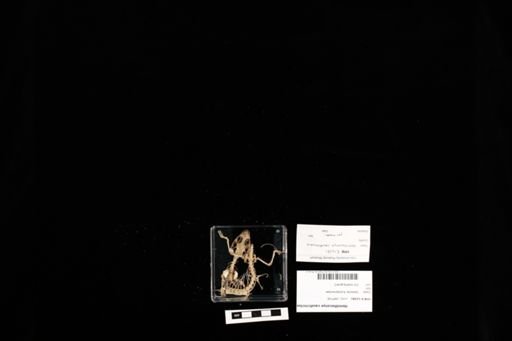 Hemitheconyx caudicinctus