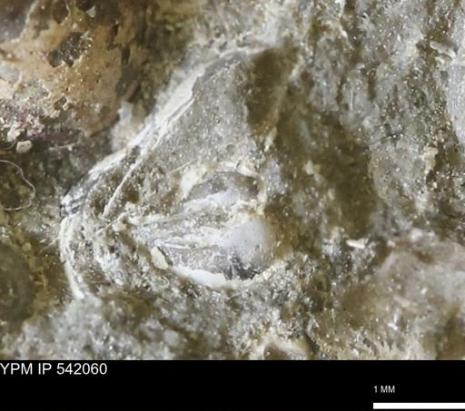 Corbulamella gregaria