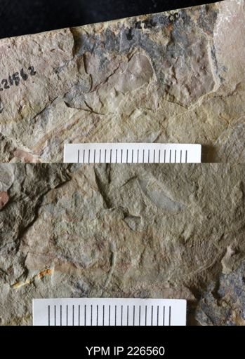 Pseudoangustidontus izdigua