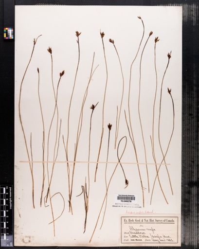 Scirpus