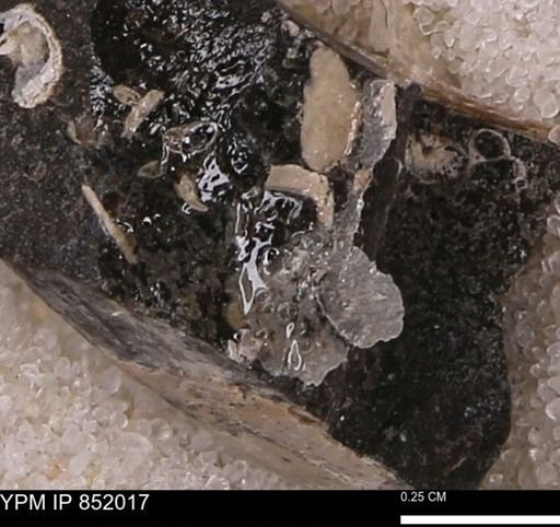undet. Mollusca