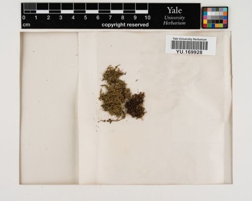 Plantae