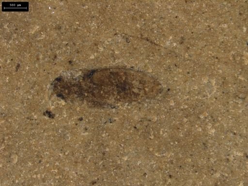 undet. Thysanoptera