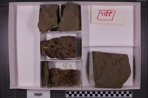 mixed taxa, stratigraphic collection