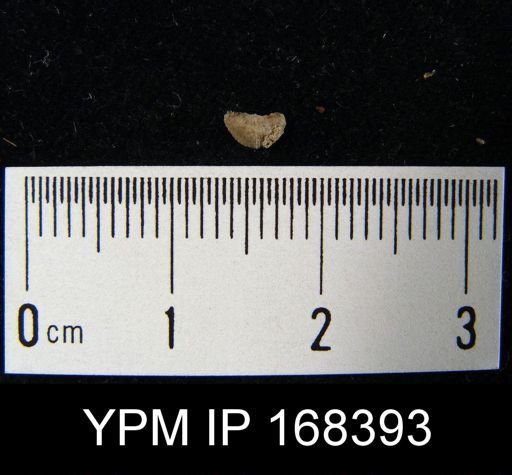 Chonetes sp.