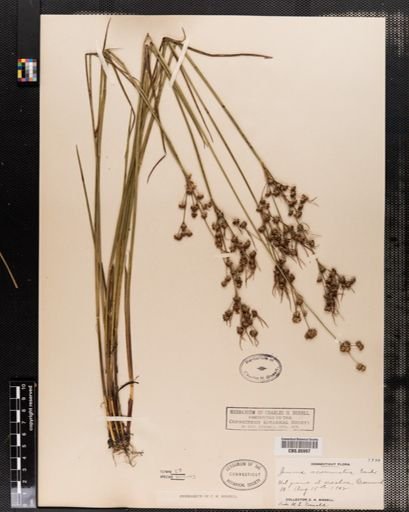Juncus