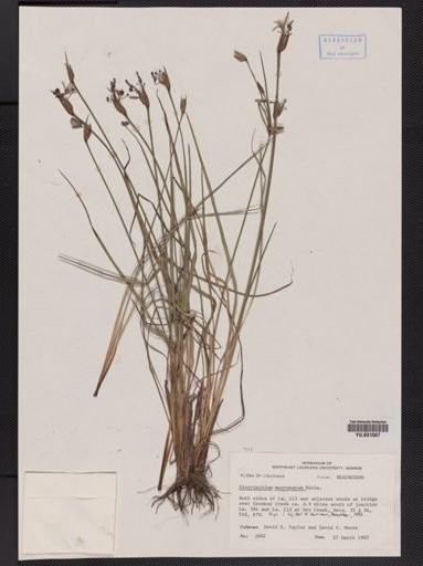 Sisyrinchium mucronatum