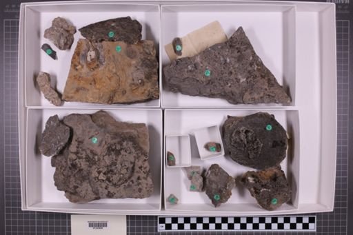 mixed taxa, stratigraphic collection