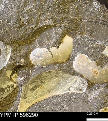Limopsis striatopunctatus